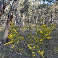 kangaroo thorn